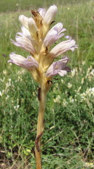 Phelipanche arenaria