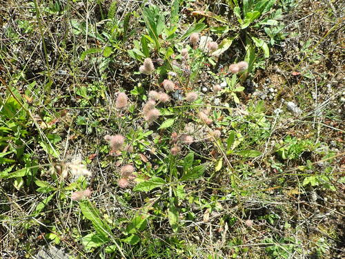 rabbitfoot clover