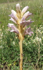 Phelipanche arenaria