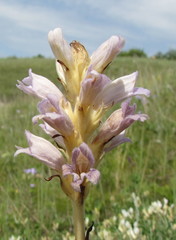 Phelipanche arenaria