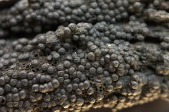 Annulohypoxylon truncatum