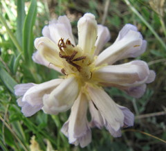 Phelipanche arenaria