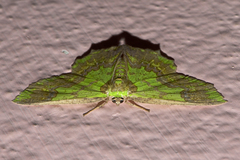 Agathia diversiformis