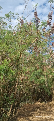 White leadtree
