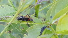 Macrophya punctumalbum