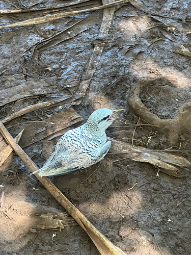 Phaethon lepturus observed 2026-08-06