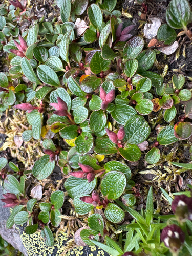 Salix nivalis, photograph 3