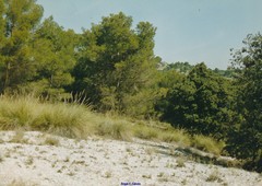 Macrochloa tenacissima