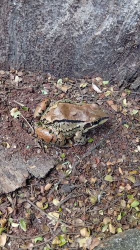 Mustached Frog