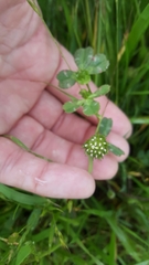 Trifolium microdon