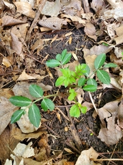 Sambucus canadensis