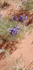 Sophora stenophylla