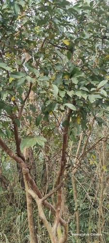 Common guava