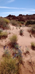 Sophora stenophylla