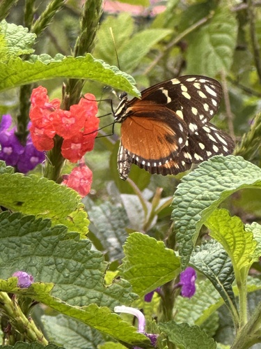Tiger Longwing