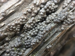 Annulohypoxylon truncatum