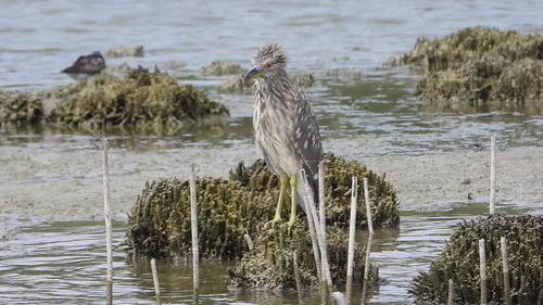 Black-crowned Night Heron