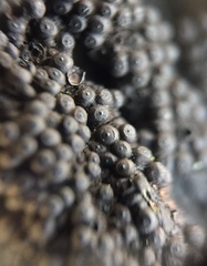 Annulohypoxylon truncatum