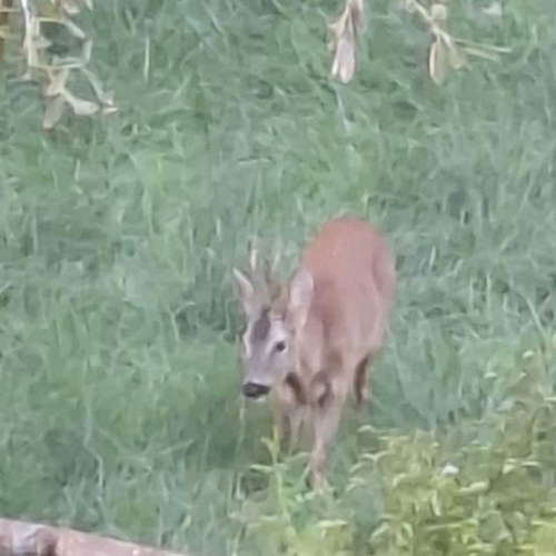 Western Roe Deer