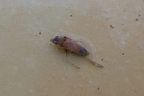 Anisops sardeus