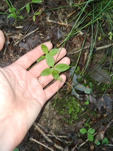 Galium circaezans, photograph 2