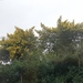 Acacia decurrens
