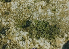 Helianthemum squamatum