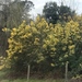 Acacia decurrens