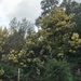 Acacia decurrens