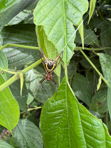 Micrathena sexspinosa