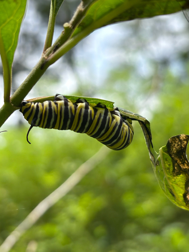 Monarch