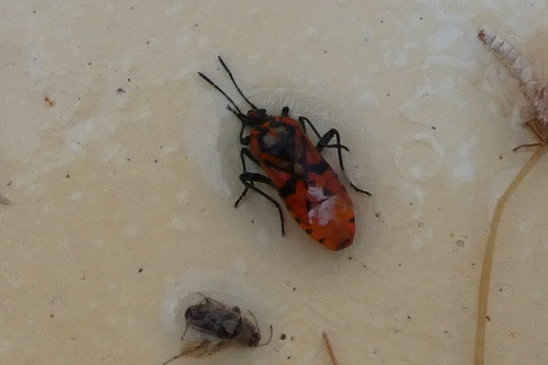 Indian Milkweed Bug