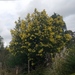Acacia decurrens