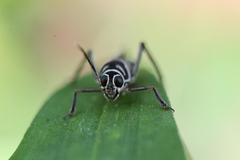 Ripipteryx rivularia