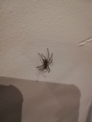 Araneae