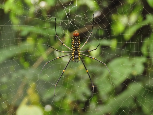 Giant Golden Orbweaver