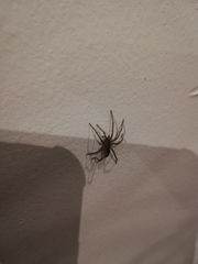 Araneae