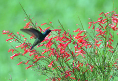 Chlorostilbon mellisugus