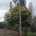 Acacia decurrens