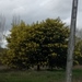 Acacia decurrens