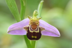 Ophrys apifera apifera