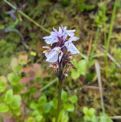 Dactylorhiza maculata, photograph (c) Cam Fox, some rights reserved (CC BY)