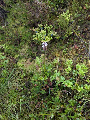 Dactylorhiza maculata, photograph 5