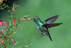 Chlorostilbon mellisugus