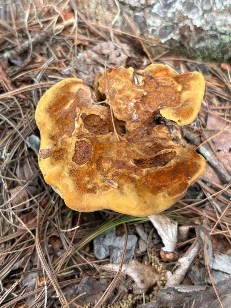Phaeolus hispidoides · August 2026 · photo: Photo: (c) delognut, some rights reserved (CC BY) · iNaturalist