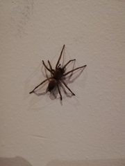 Araneae