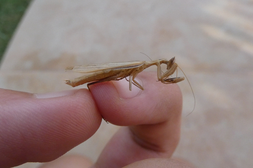 Parameles acuta