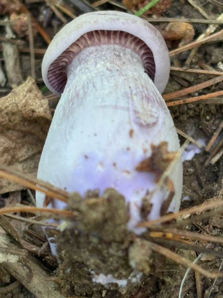 Purple-and-White Deceiver · August 2026 · photo: Photo: (c) delognut, some rights reserved (CC BY) · iNaturalist