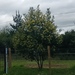 Acacia decurrens