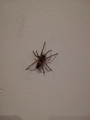 Araneae